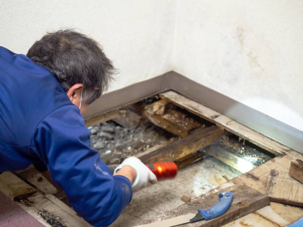 Best Crawl Space Mold Removal  in Lake City, AR