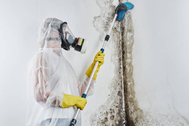 Best Crawl Space Mold Removal  in Lake City, AR