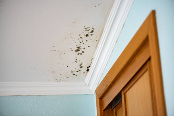 Best Toxic Mold Removal  in Lake City, AR