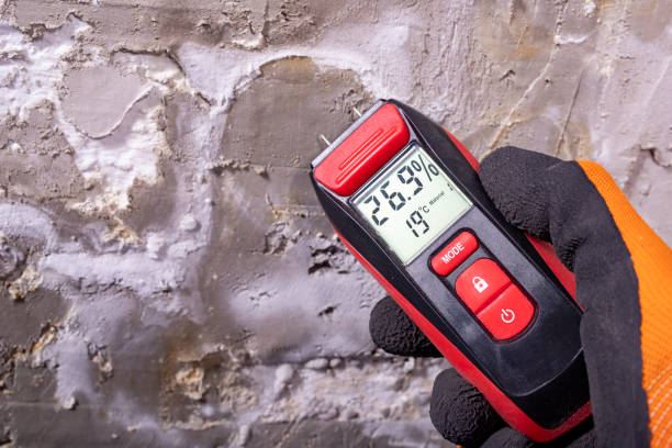 Best Fast Mold Removal  in Lake City, AR