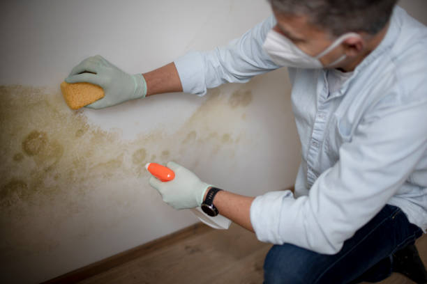 Office Mold Removal Services in Lake City, AR