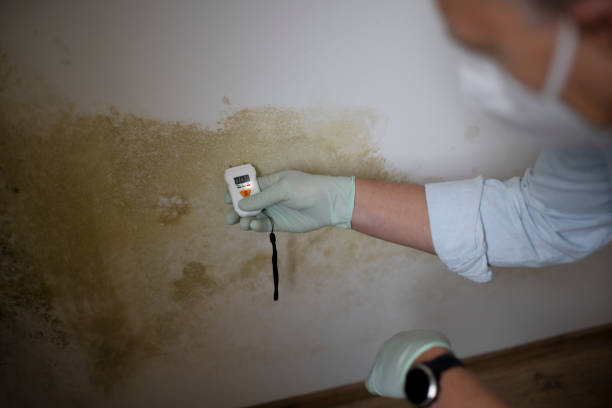 Best Black Mold Removal  in Lake City, AR