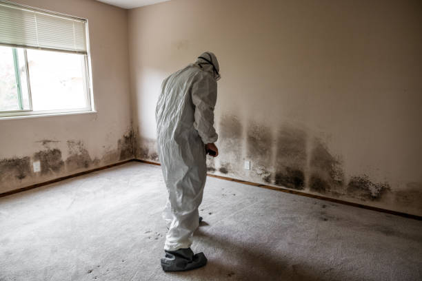 Best Commercial Mold Removal  in Lake City, AR