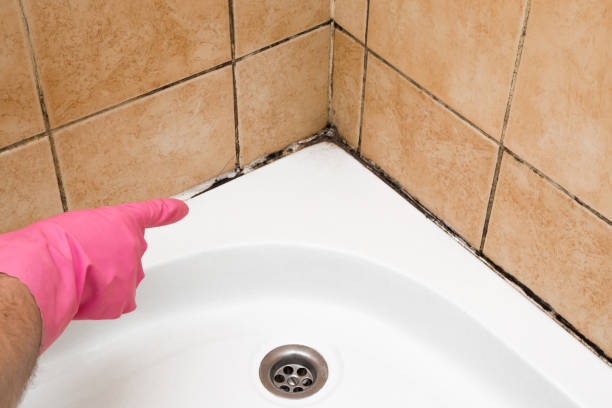 Best Affordable Mold Removal  in Lake City, AR